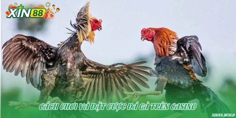Cách chơi và đặt cược đá gà trên casino