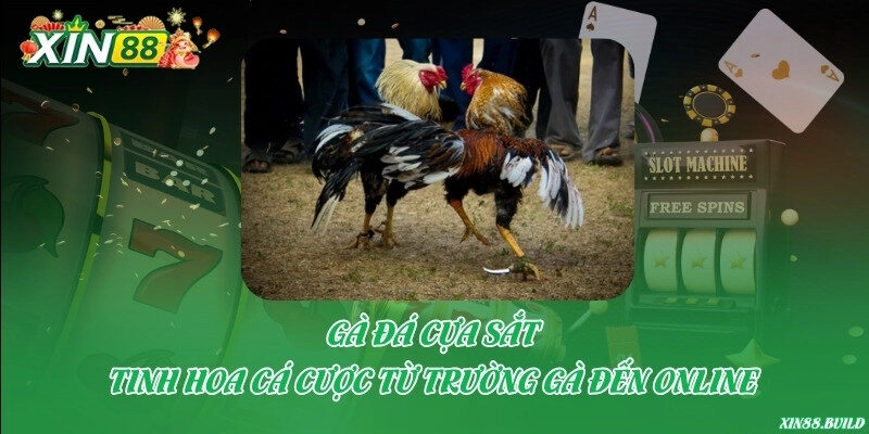 Gà đá cựa sắt – Tinh hoa cá cược từ trường gà đến online