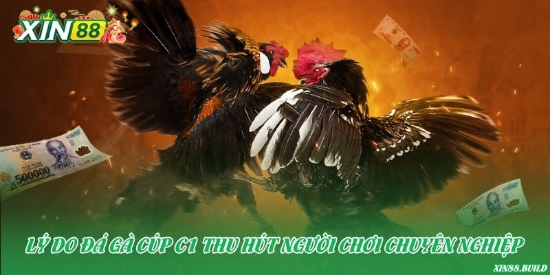 Lý do đá gà Cúp C1 thu hút người chơi chuyên nghiệp