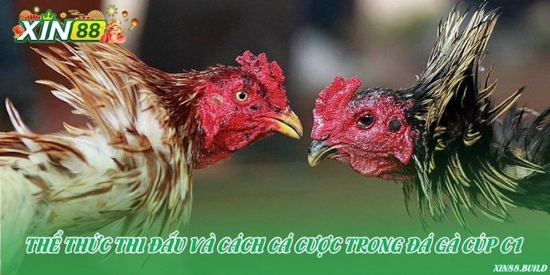 Thể thức thi đấu và cách cá cược trong đá gà Cúp C1