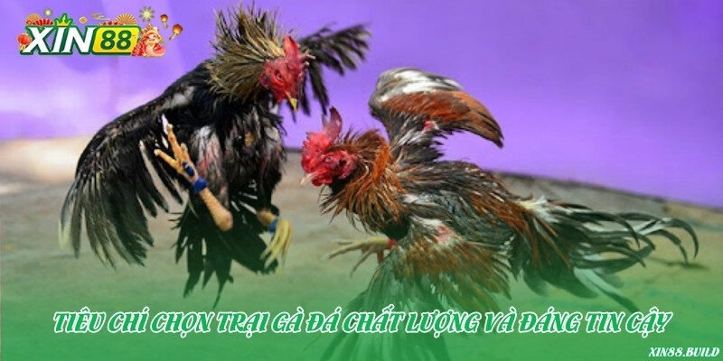 Tiêu chí chọn trại gà đá chất lượng và đáng tin cậy