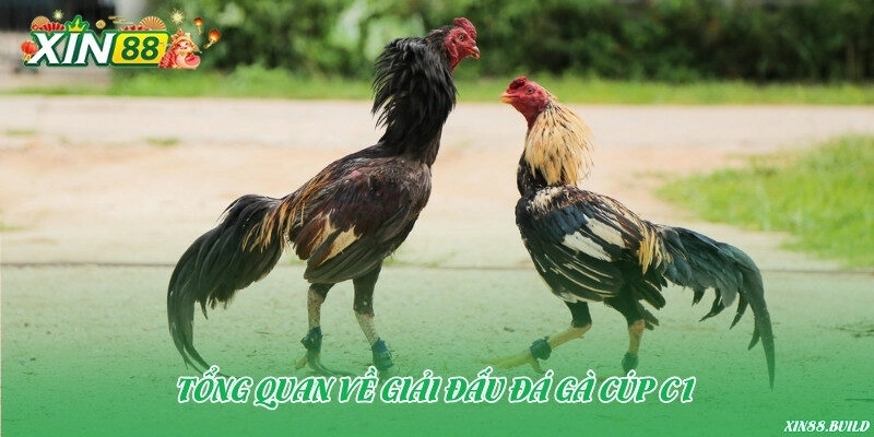 Tổng quan về giải đấu đá gà Cúp C1