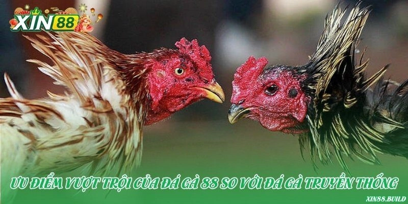 Ưu điểm vượt trội của Đá gà 88 so với đá gà truyền thống